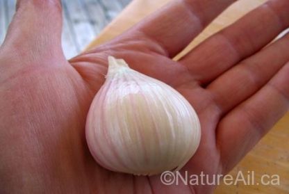 Ail Garlic - Music - Caïeu gigantesque 37g