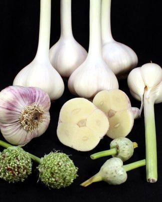 Ail Garlic - Music - Bulbes et Bulbilles - natureail.ca