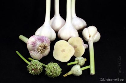 Ail Garlic - Music - Bulbes et Bulbilles - natureail.ca