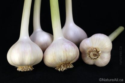 Ail Garlic - Music - Bulbes en bâton - natureail.ca