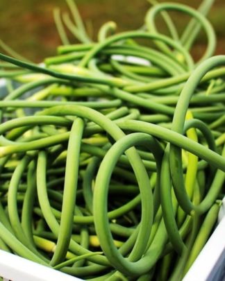 Fleur d'Ail du Québec Garlic Scapes - Récolte Harvest