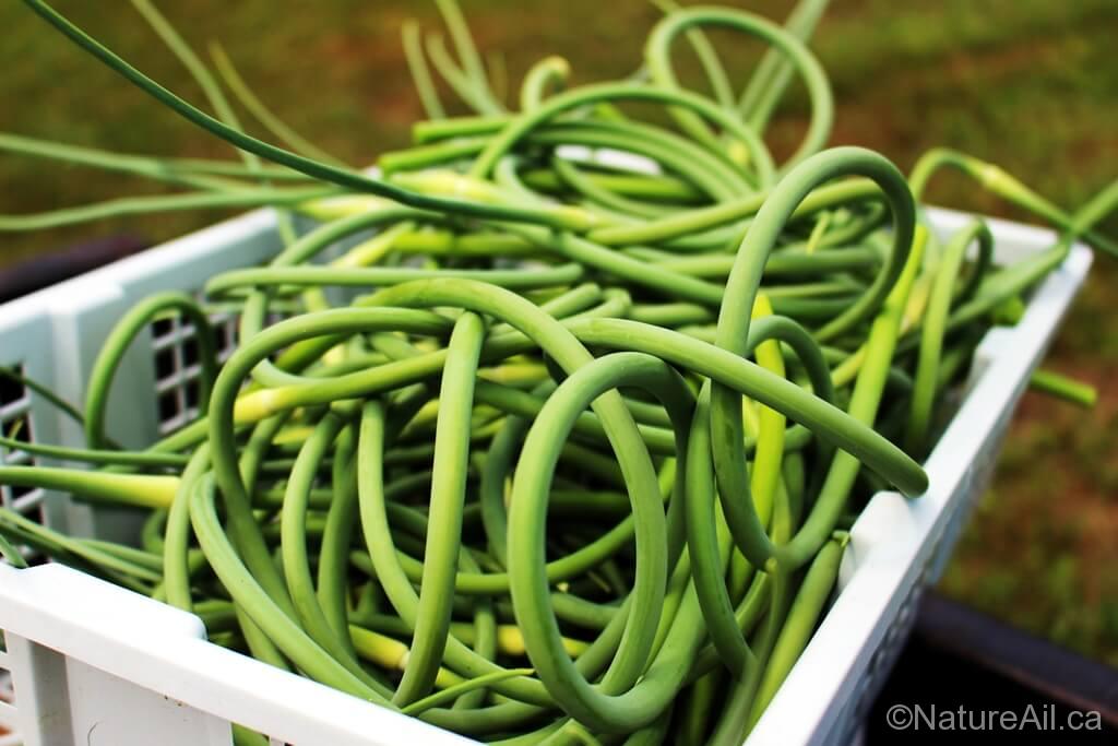 Comment cuisiner la fleur d'ail