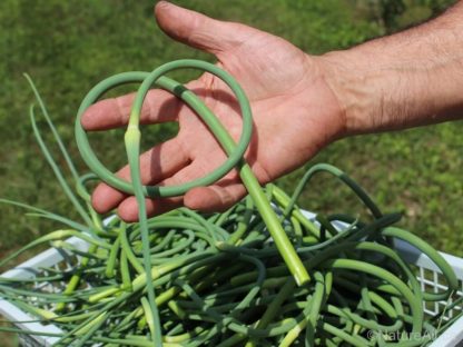 Fleur d'Ail du Québec Garlic Scape - Récolte En Main Calibre Size