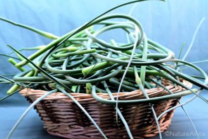 Fleur d'Ail Garlic Scapes - Panier Basquet