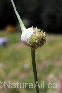 fleur-d'ail-spathe-décalottée