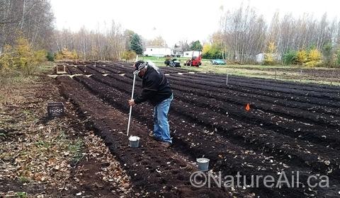 dernières-plantations-ail-saison