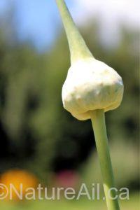 fleur d'ail-spathe-encapsulant-bulbilles