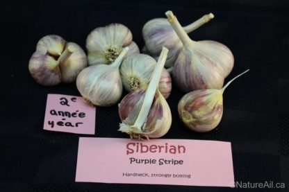 Ail Garlic - Siberian - Bulbes 2e année à partir de bulbilles