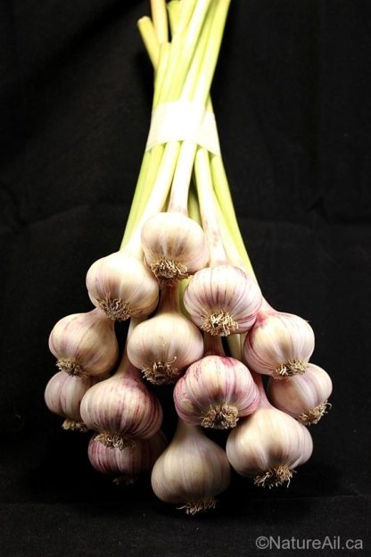 Ail Garlic - Persian Star - Bouquet frais fresh