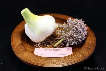 Ail Garlic - Éléphant - Bulbe et sa Fleur