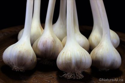 Ail Garlic - Siberian - Bâton (medium)