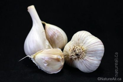 Ail Garlic - Siberian - Bulbe et Caïeu