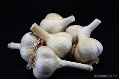 Ail Garlic - Siberian - Bulbes au naturel