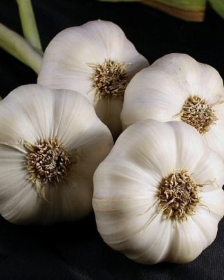 Ail Garlic - Italian - Les plus beaux bulbes à tresser