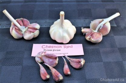 Ail Garlic – Chesnok Red – Layout 2