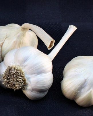 Ail du Québec Garlic - Silver Rose - Bulbes