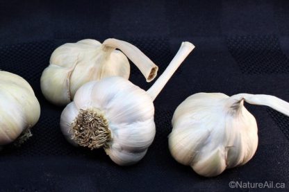 Ail du Québec Garlic - Silver Rose - Bulbes