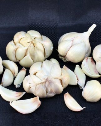 Ail Garlic - Silver Rose - SILVERSKIN