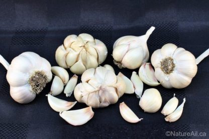 Ail Garlic - Silver Rose - SILVERSKIN