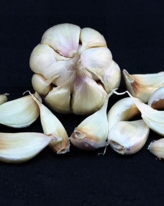 Ail Garlic - Silver White - Bulbe Tressable Braidable