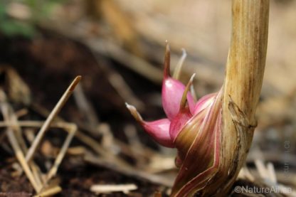 Ail Garlic - Italian - Bulbilles au bas de la tige