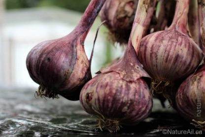 Ail Garlic – Deep Purple – Bulbes Mauves - natureail.ca