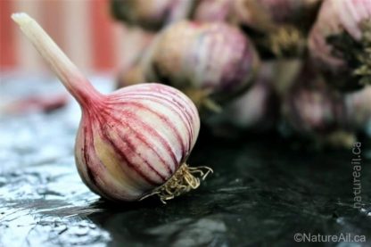 Ail Garlic - Deep Purple - Bulbe Strié