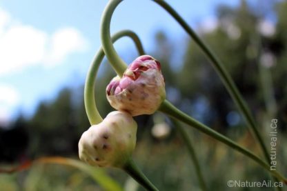 Ail Garlic - Deep Purple - Bulbilles - natureail.ca