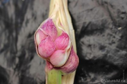 Ail Garlic – Italian – Bulbilles