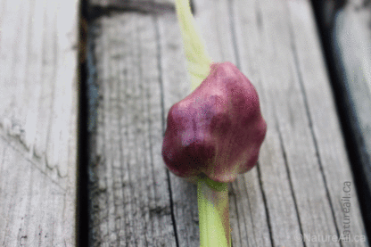 Ail Garlic - Italian - Capsule de bulbilles