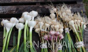 Ail Garlic - Échantillons pour Date de Récolte / Samples for Harvest Date