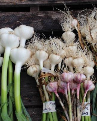 Ail du Québec Garlic - Plusieurs Variétés | Many Varieties