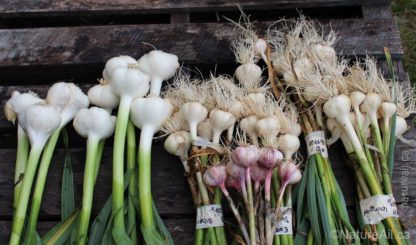 Ail du Québec Garlic - Plusieurs Variétés | Many Varieties