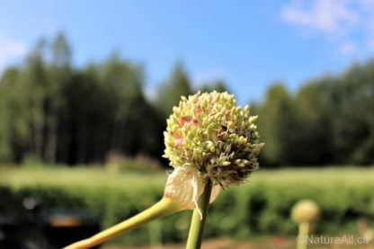 Ail Garlic - Romanian Red - Bulbilles