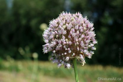 Ail Garlic - Elephant - Ombelle