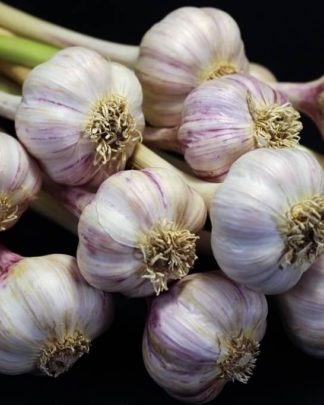 Ail Garlic - Tibetan - Bulbes