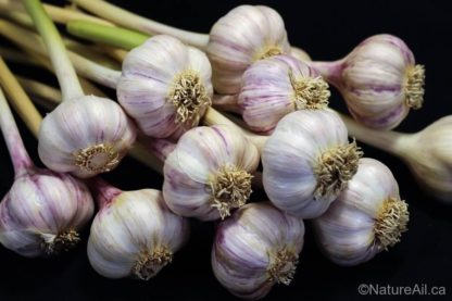 Ail Garlic - Tibetan - Bulbes