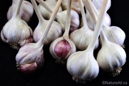 Ail Garlic - Aglio Rosso - Bulbes