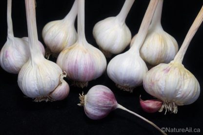 Ail Garlic - Barcelona Red Spanish - Bulbes