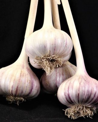 Ail Garlic - Red Rezan - Bulbes