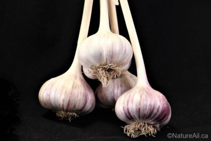 Ail Garlic - Red Rezan - Bulbes