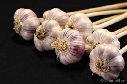 Ail du Québec Garlic - Red Rezan - GLAZED PURPLE STRIPE