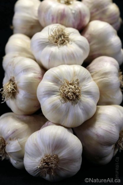 Ail Garlic - Italian - Tresse/Braid - natureail.ca