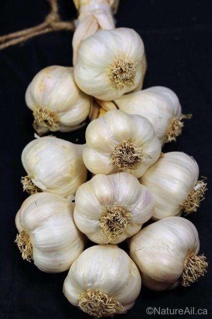 Ail du Québec Garlic - Silver Rose - Tresse Braid