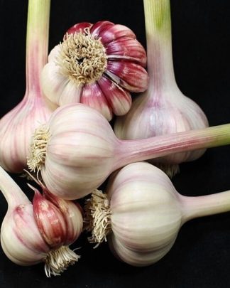 Ail Garlic - Barcelona Red Spanish - Bulbes et Caïeux