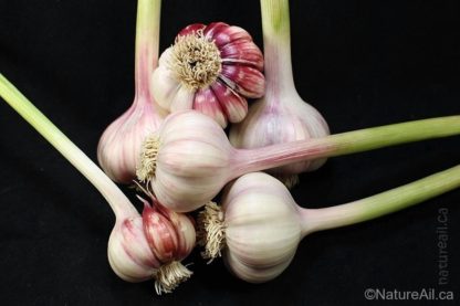 Ail Garlic - Barcelona Red Spanish - Bulbes et Caïeux