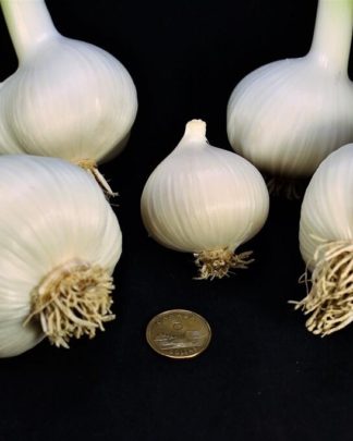 Ail Garlic - Elephant - Bulbes et Rond - natureail.ca