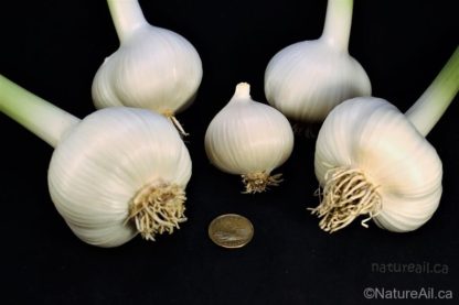 Ail Garlic - Elephant - Bulbes et Rond - natureail.ca