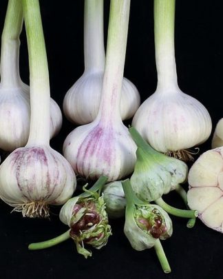 Ail Garlic - Chesnok Red - Bulbes Bulbilles Coupe - natureail.ca