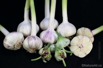 Ail Garlic - Chesnok Red - Bulbes Bulbilles Coupe - natureail.ca